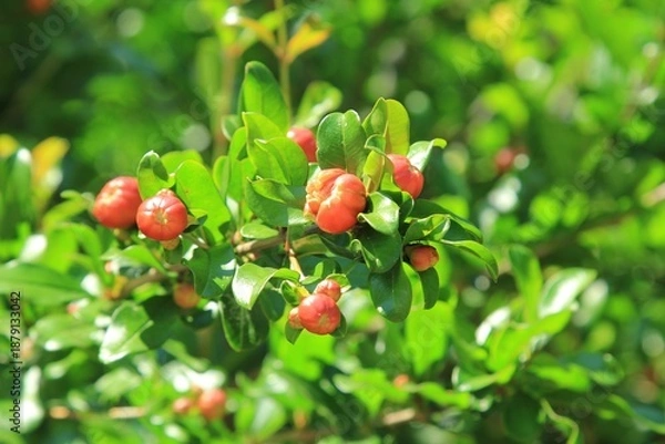 Obraz 주황색 꽃이 핀 석류꽃