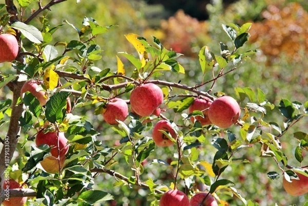 Obraz 빨갛게 익은사과