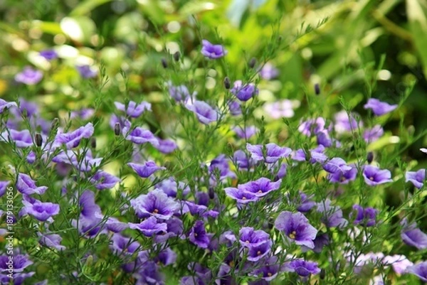 Obraz 원예식물, 보라색 솔잎도라지 만개