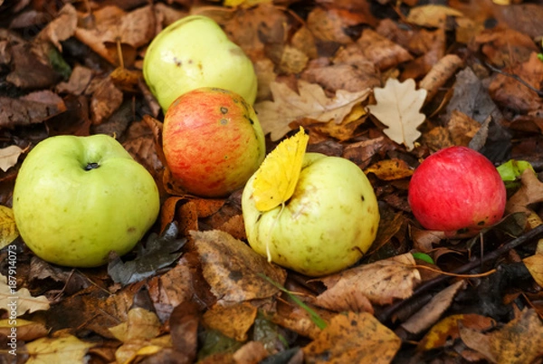 Obraz apples lie on the ground