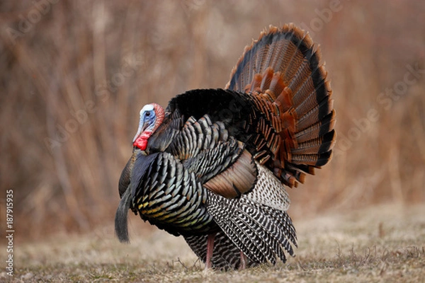 Obraz Wild Turkey