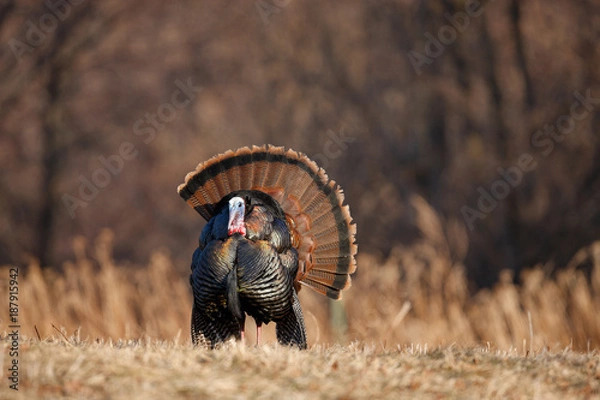 Obraz Wild Turkey