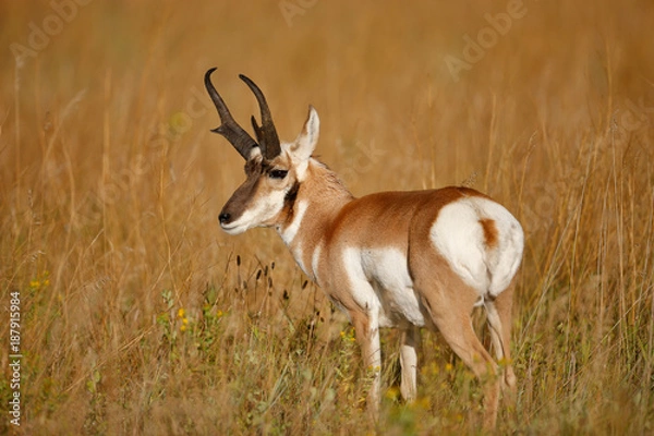 Obraz Pronghorn Antelope
