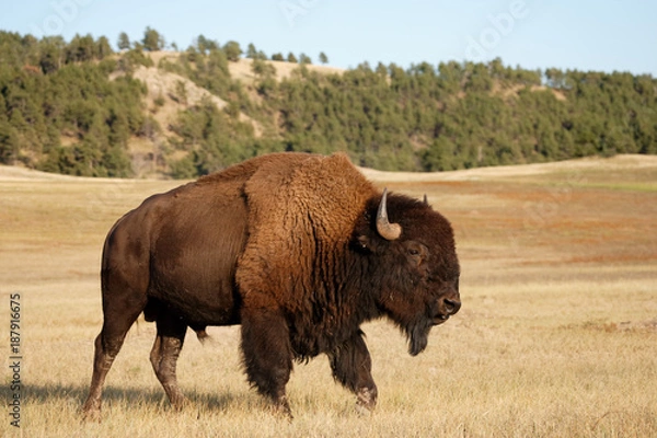 Obraz Bison