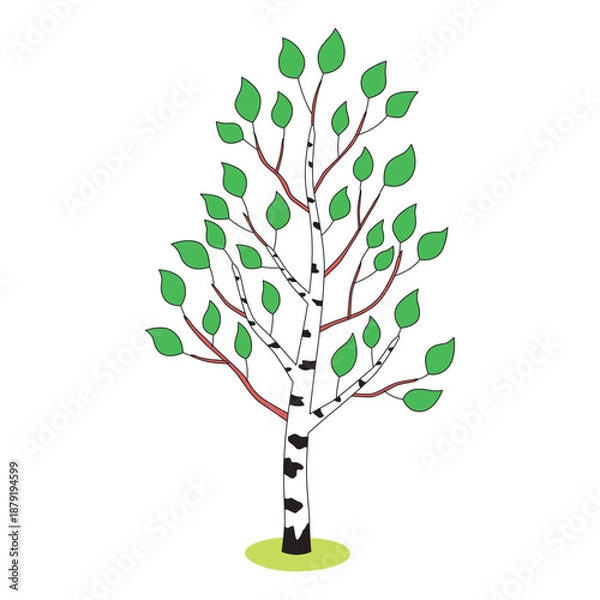 Obraz Young birch tree cartoon illustration isolated vector