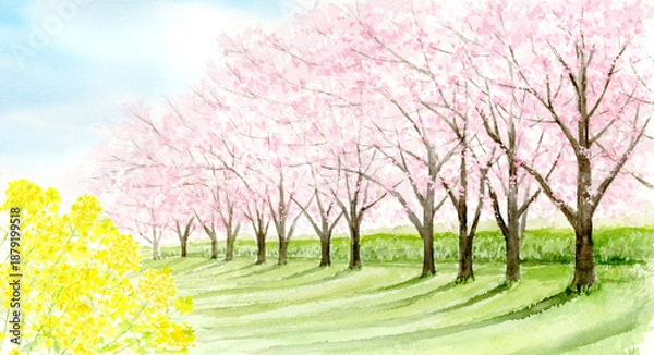 Obraz 桜並木と菜の花の風景の水彩画