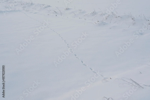 Obraz 雪上の野生動物の足跡