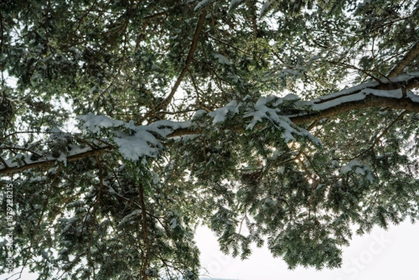 Obraz 雪が積もった木