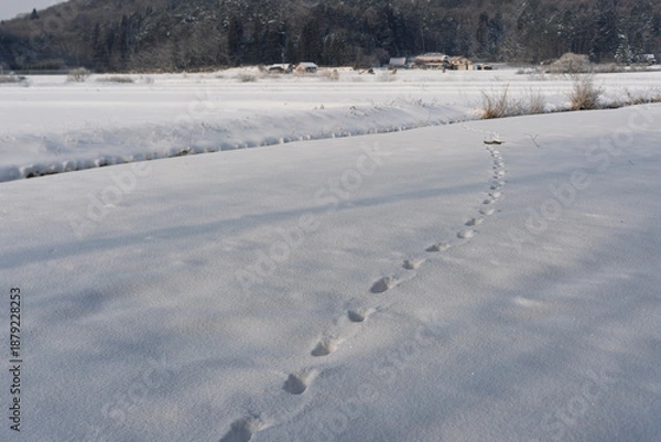 Obraz 雪上の野生動物の足跡