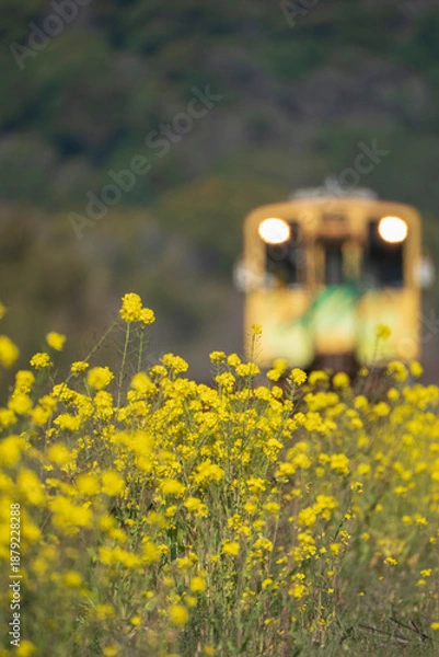 Obraz 菜の花と黄色い汽車