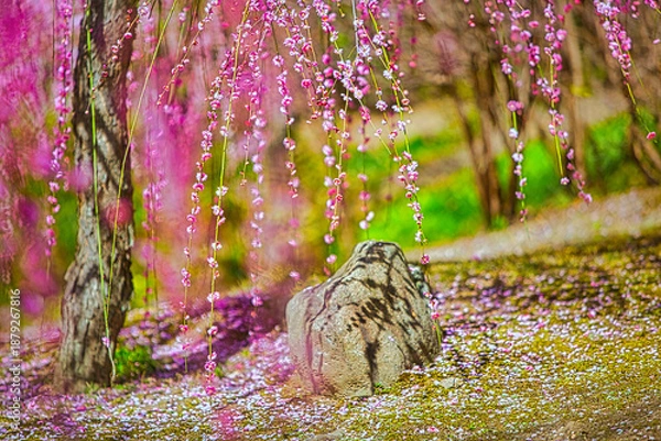 Obraz 早春、京都の神社やお寺の境内や庭園では、梅の花が満開になります