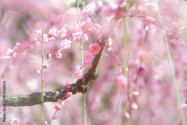 Obraz 早春、京都の神社やお寺の境内や庭園では、梅の花が満開になります