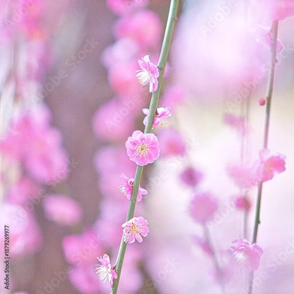 Obraz 早春、京都の神社やお寺の境内や庭園では、梅の花が満開になります