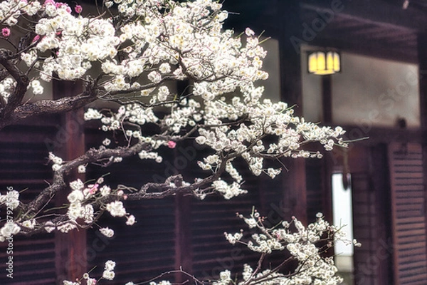 Obraz 早春、京都の神社やお寺の境内や庭園では、梅の花が満開になります