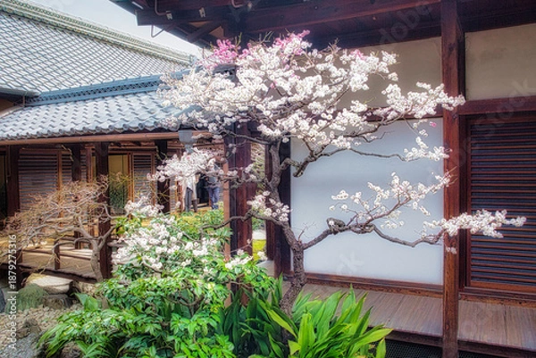 Obraz 早春、京都の神社やお寺の境内や庭園では、梅の花が満開になります