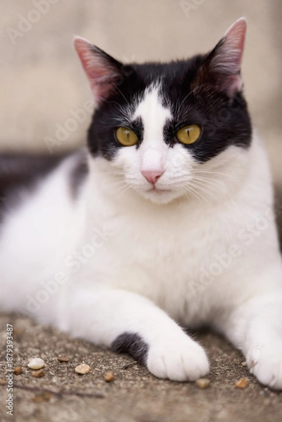 Obraz 5月、リラックスする野良猫