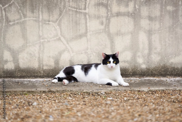 Obraz 5月、リラックスする野良猫