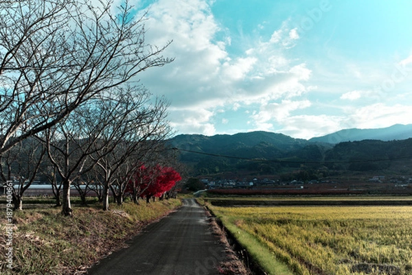 Obraz 日本の晩秋の色は赤くて美しい