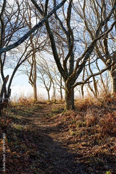 Obraz るり渓深山ハイキングコース