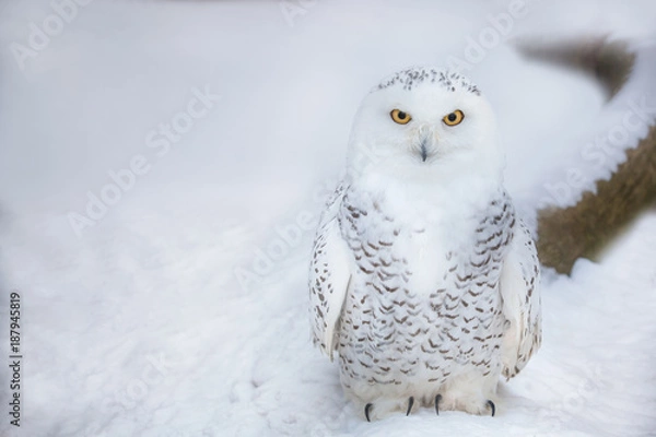 Obraz Polar owl