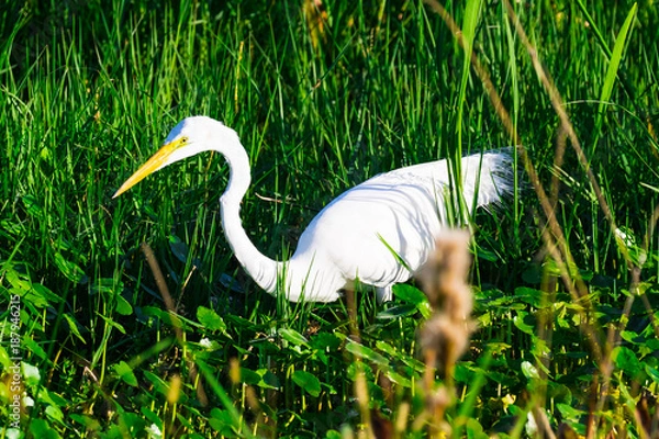 Obraz White egret