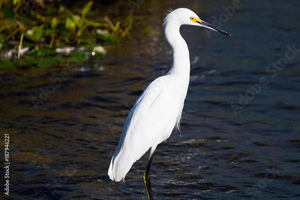 Obraz White egret
