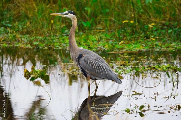 Obraz Tricolored heron