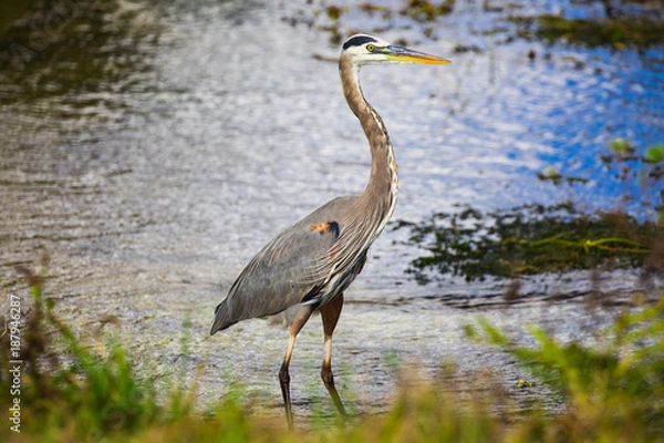 Obraz Tri colored heron