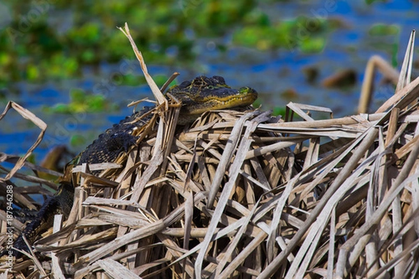 Obraz Baby alligator