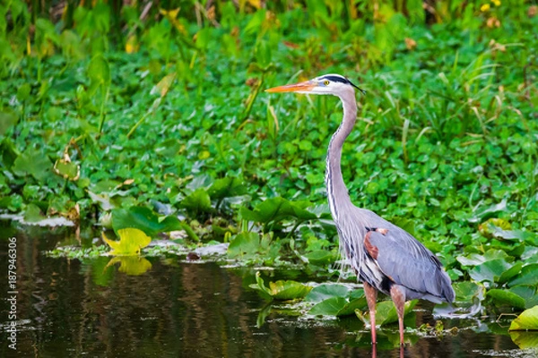 Obraz Beautiful tri colored heron