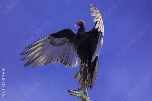 Obraz Vulture spreading wings 