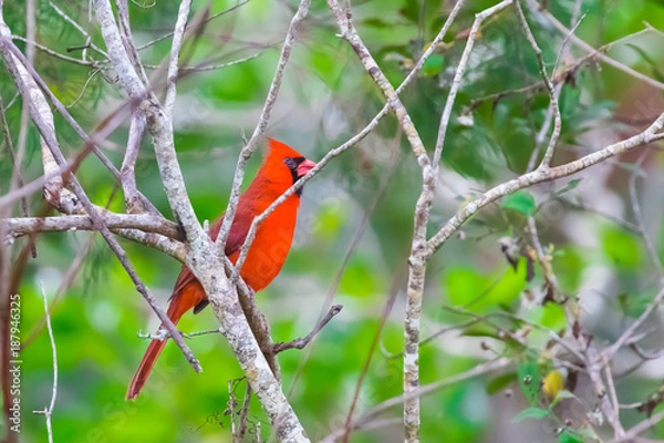 Obraz Beautiful cardinal