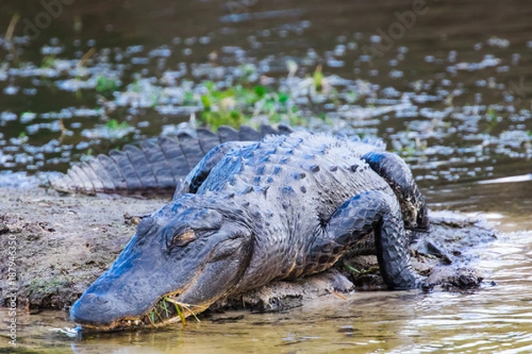 Obraz Alligator in the wild
