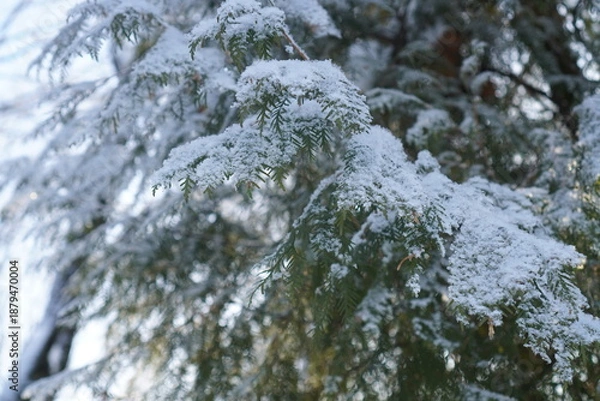 Obraz snow covered pine tree