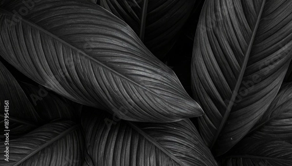 Fototapeta Dark Tropical Leaf Texture with Abstract Botanical Pattern Dark