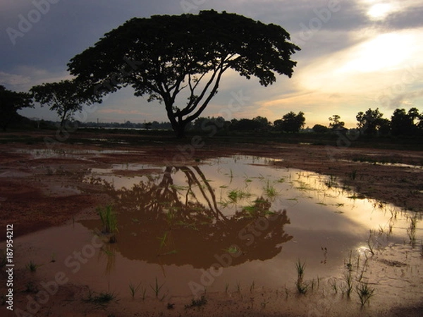 Obraz Tree reflected in puddle (E)
