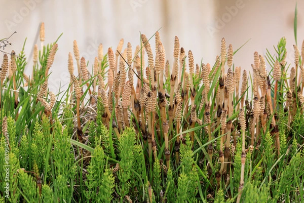 Obraz 北海道共和町、堀株川沿いの土手で春の訪れを告げるつくし【5月】