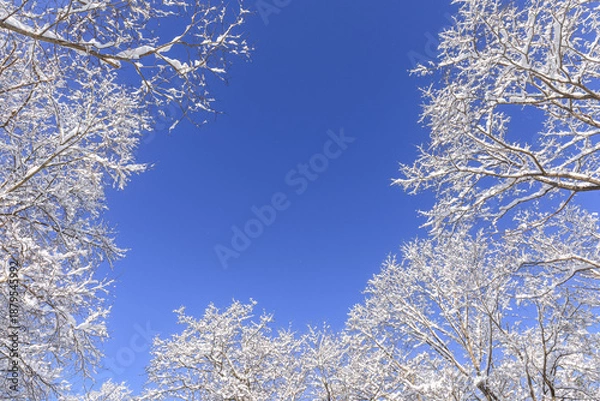 Obraz 北海道千歳市、澄んだ青空に映える霧氷【2月】