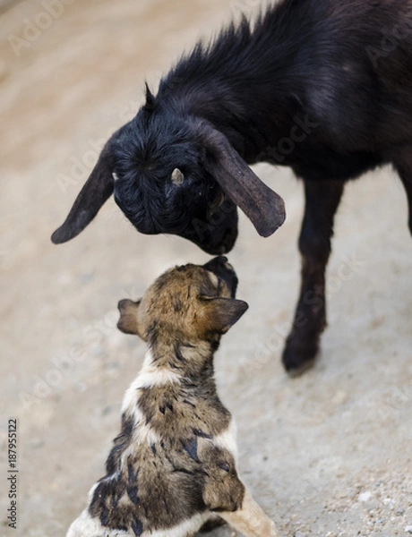 Obraz Dog playing with goat