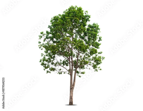 Obraz Single green tree isolated on white background