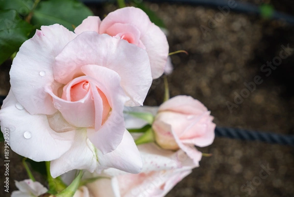 Fototapeta 淡いピンクのバラと蕾 - 清楚なクローズアップ