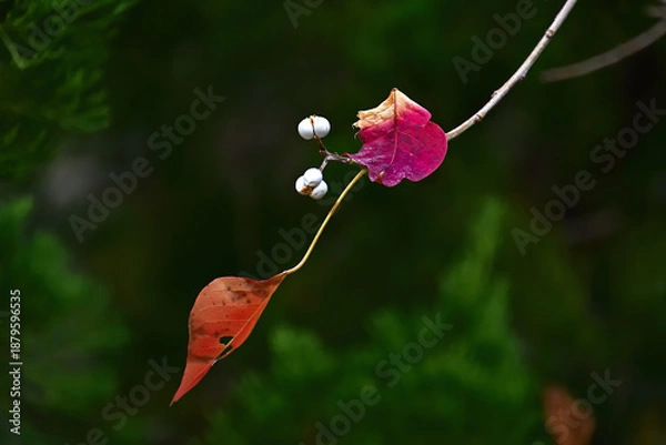Fototapeta 枝先に紅葉と白い果実が僅かに残っているナンキンハゼ