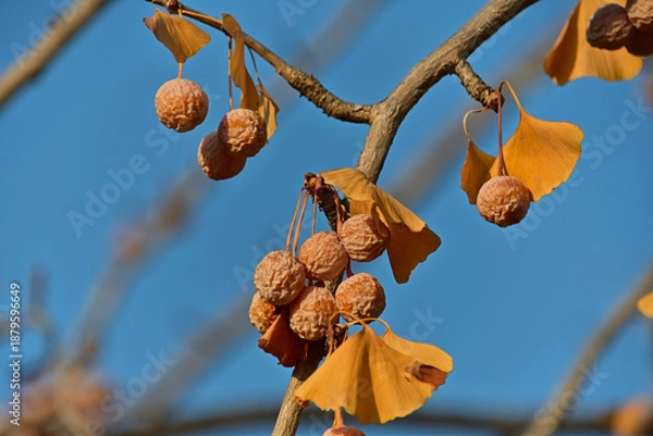 Fototapeta イチョウの枝に残っていた黄葉と干からびた銀杏