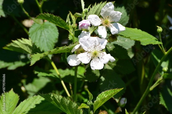 Obraz Blütende Brombeere