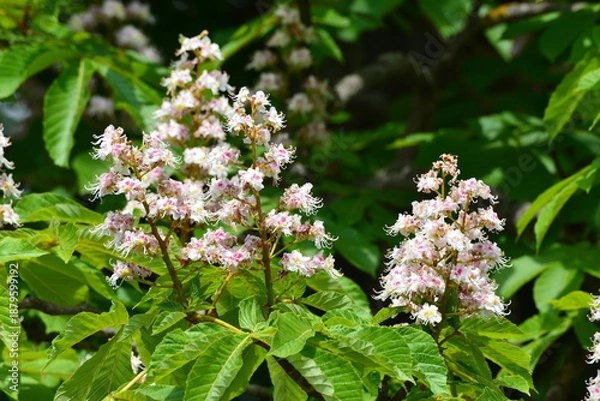 Obraz Kastanienblüten