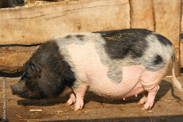 Obraz Göttinger Minischwein