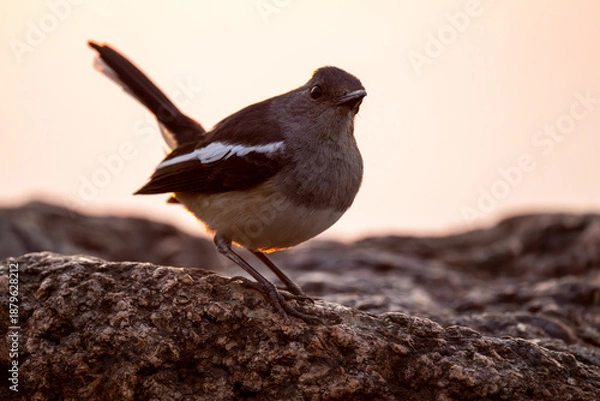 Obraz Sunlit Magpie Robin At Dusk