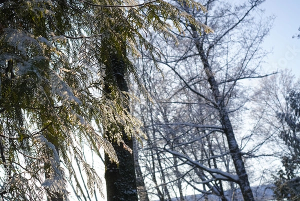 Obraz tree in the forest