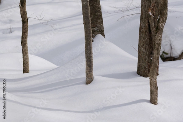 Obraz 北海道　真冬の原生林