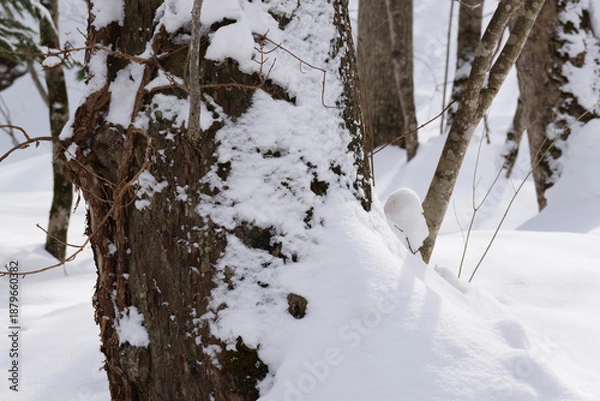 Obraz 北海道　真冬の原生林